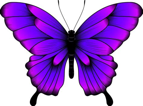 butterfly vector image|beautiful butterfly clip art free.